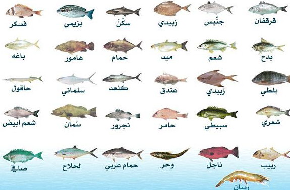 معلومات عن اسماء الاسماك المعروفة بالمغرب متوفرة بالصور الفرنسية